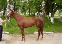 Obwód Lwowski, Lwów, vul. Stryiska 119. Photo  2