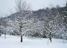 Закарпатська обл.,Перечинський р-н, с.Лумшори, вул.Лугова 29. Фото  9